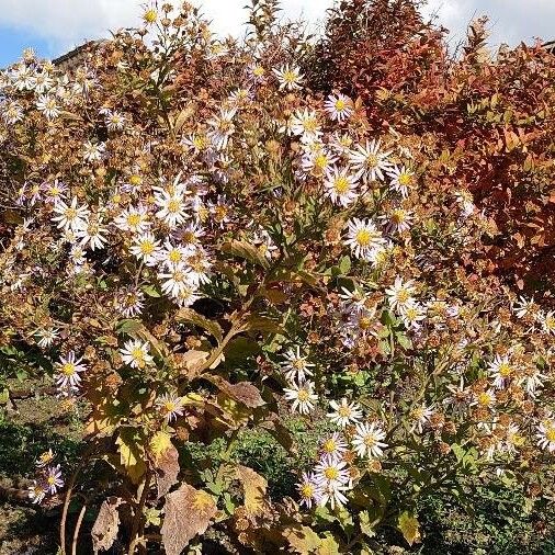 Aster amellus Агульны выгляд