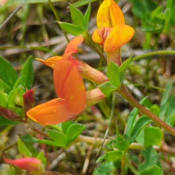 Lotus corniculatus Blomst