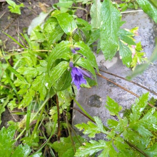 Gentiana asclepiadea Flower