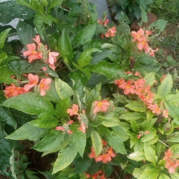 Crossandra infundibuliformis Flower