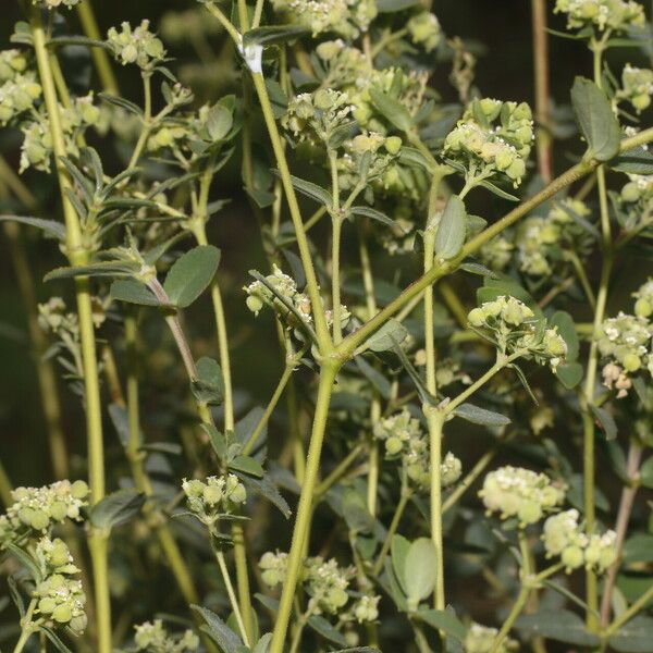 Euphorbia lasiocarpa Habit