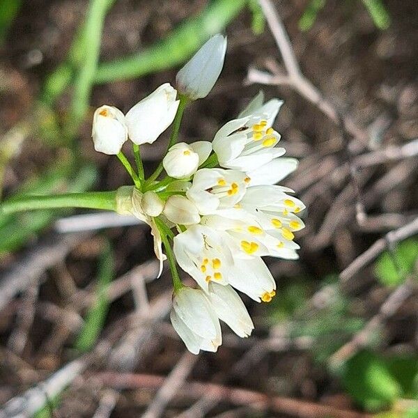 Allium subvillosum Floro