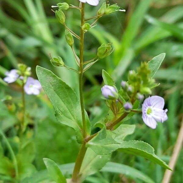 Veronica anagallis-aquatica Elinympäristö