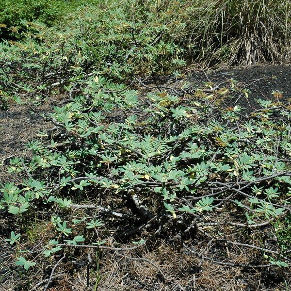 Euphorbia celastroides (Ekoko)