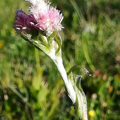 Antennaria dioica Flower