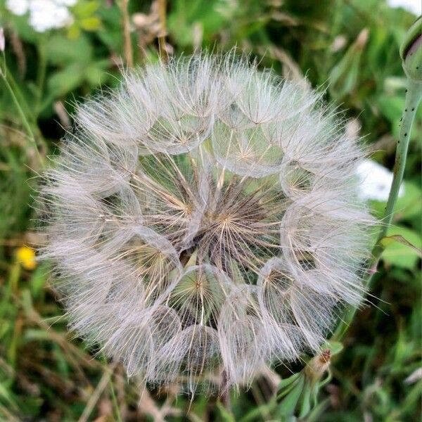 Tragopogon pratensis Fruto