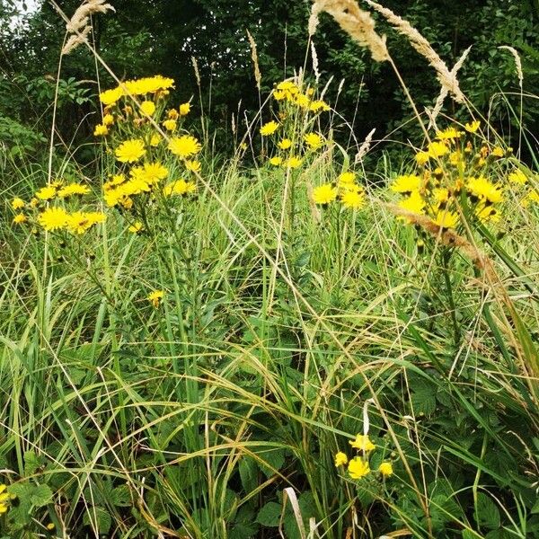 Hieracium umbellatum Hàbitat