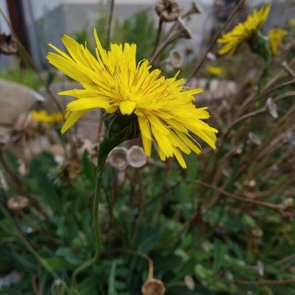 Crepis sancta Flower