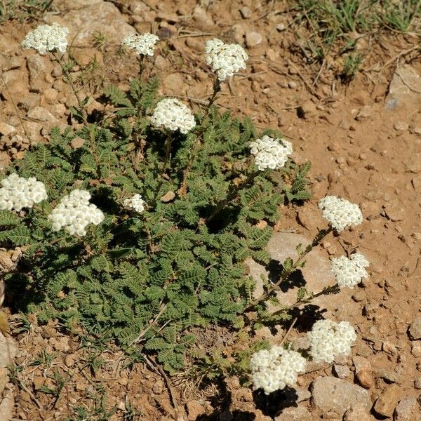 Achillea odorata Цветок