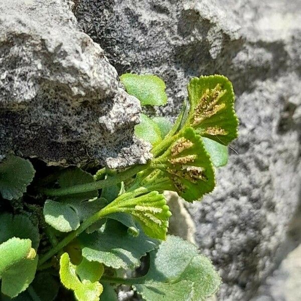 Asplenium ruta-muraria Плід