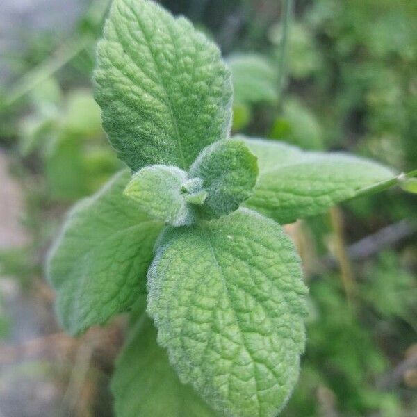 Mentha × villosa Lehti