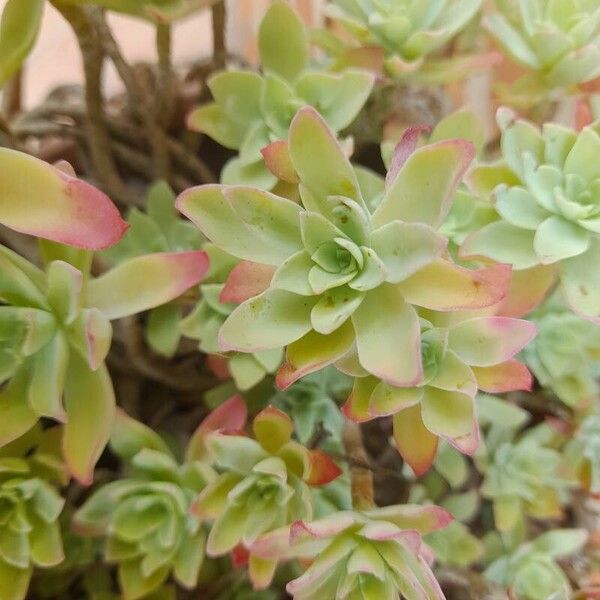 Sedum palmeri 葉