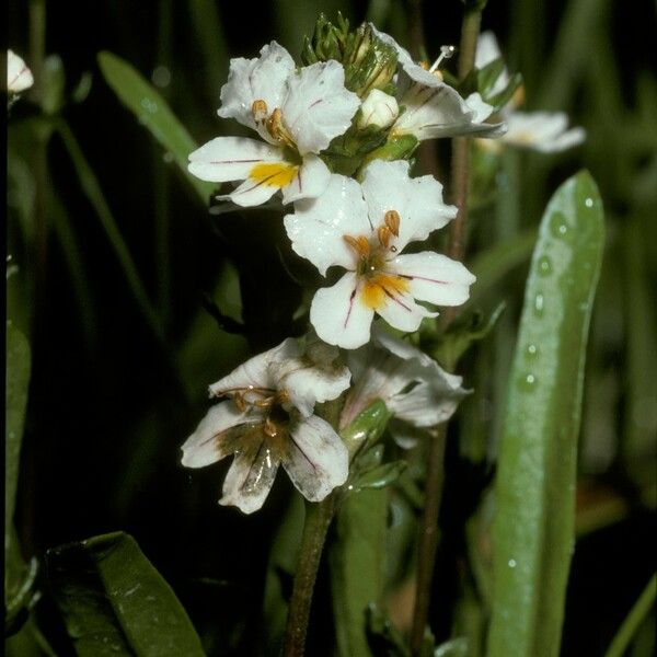 Euphrasia trifida Flower