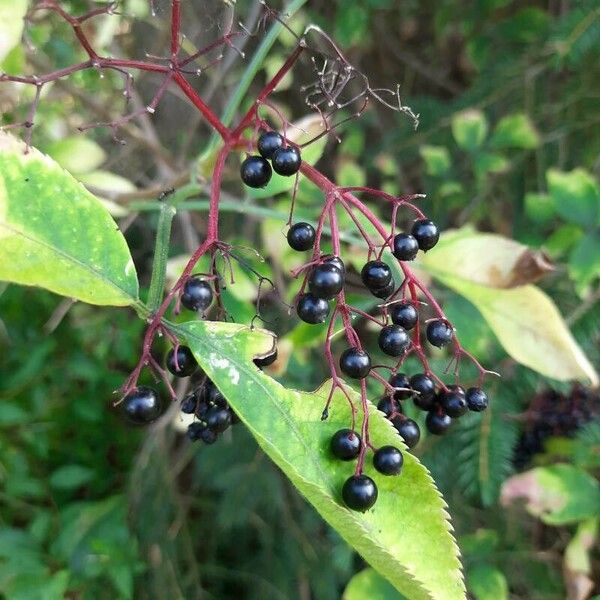 Sambucus canadensis Ffrwyth