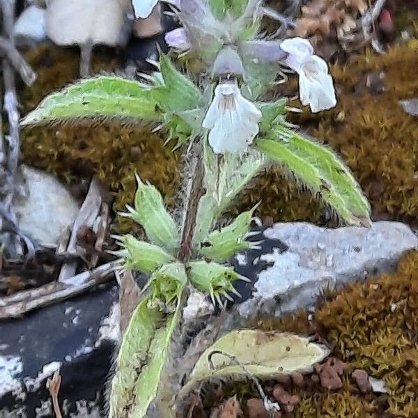 Sideritis romana Агульны выгляд