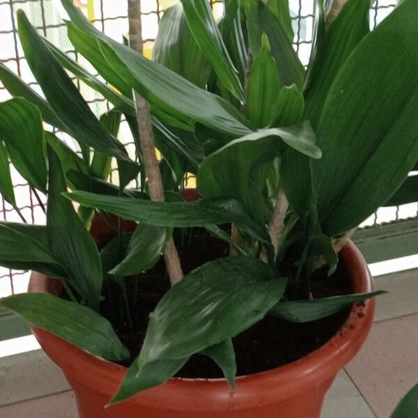 Aspidistra elatior 葉