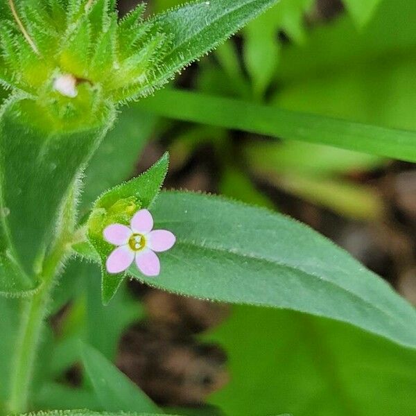 Collomia linearis 花