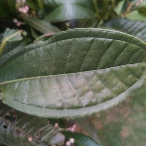 Miconia prasina Leaf