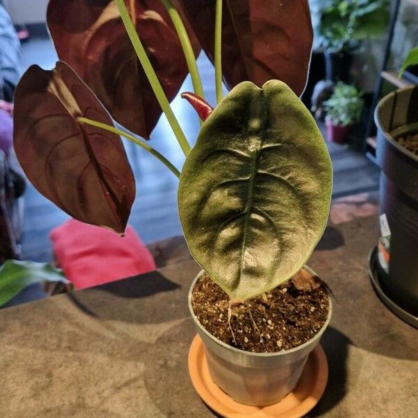 Alocasia cuprea ᱥᱟᱠᱟᱢ