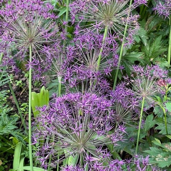 Allium cristophii Flower