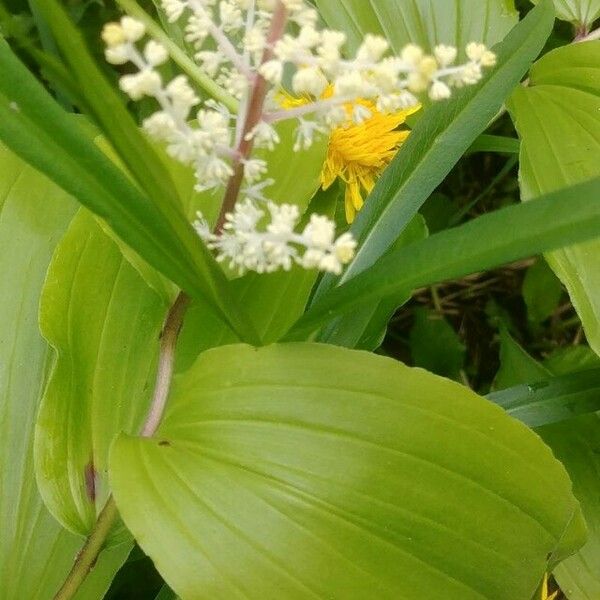 Maianthemum racemosum Flower