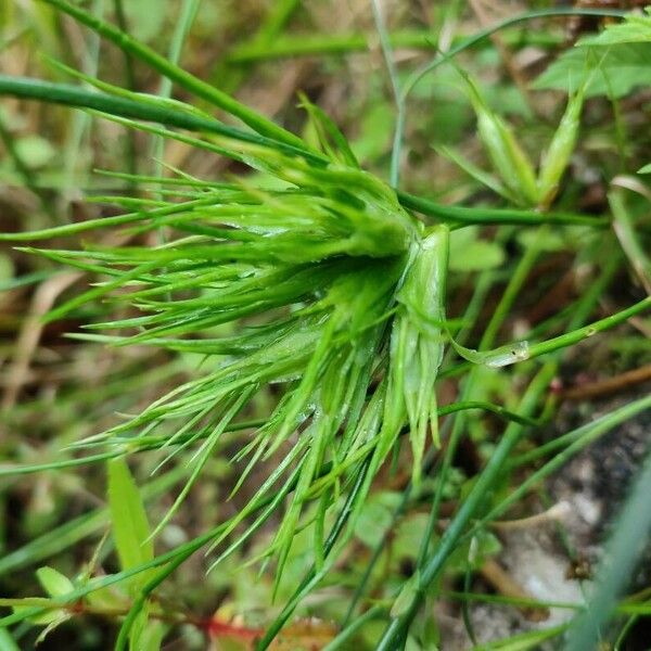 Poa bulbosa Çiçek