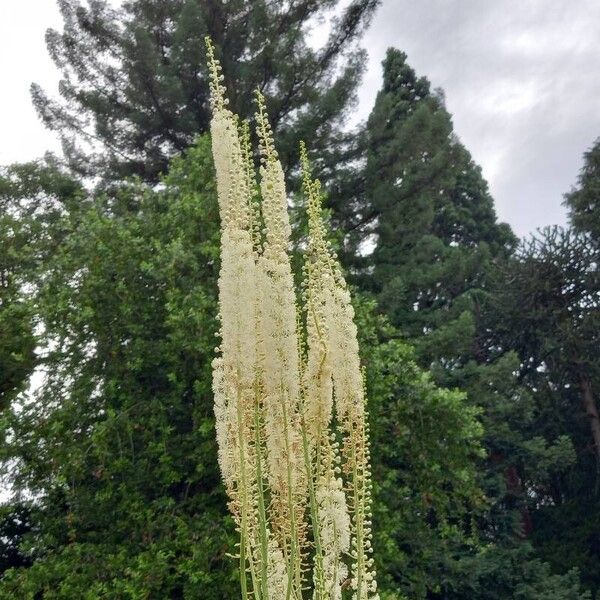 Actaea racemosa Çiçek