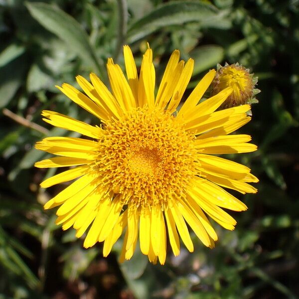 Pentanema montanum Flower