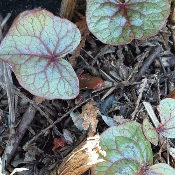 Fagopyrum esculentum Leaf