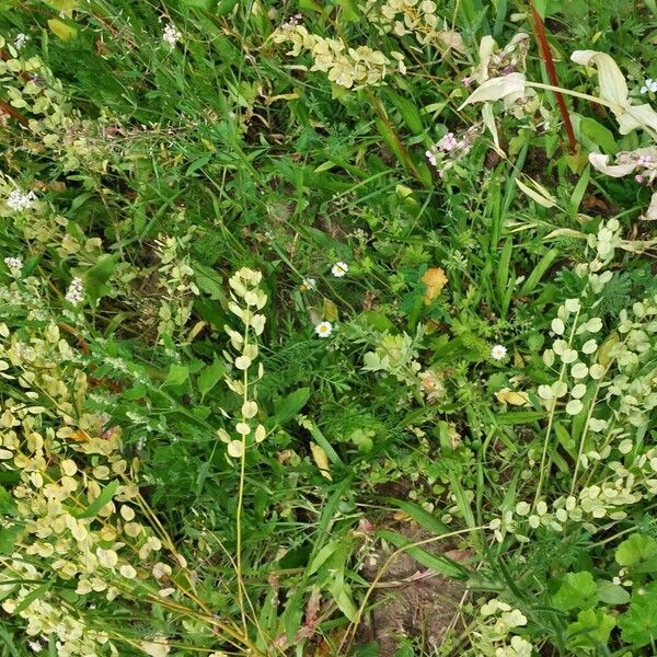 Thlaspi arvense Habitat