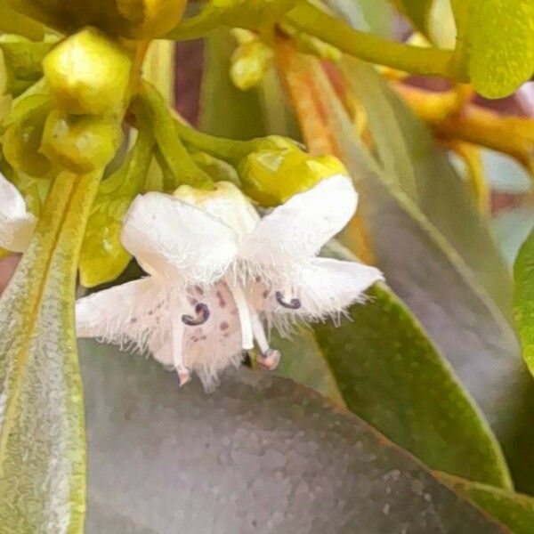 Myoporum laetum Flor