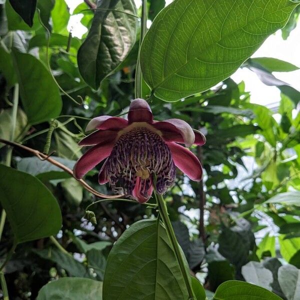 Passiflora quadrangularis 花