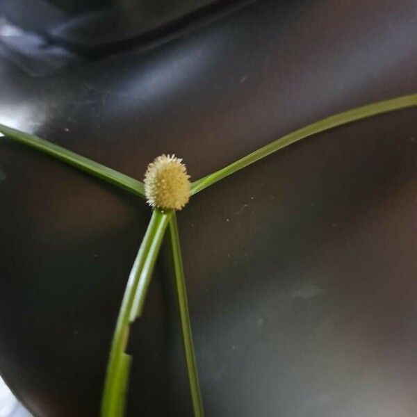 Kyllinga brevifolia 花