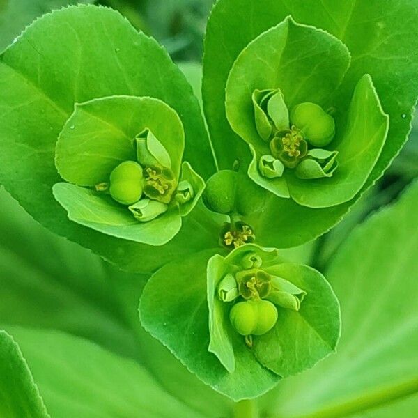 Euphorbia helioscopia 花