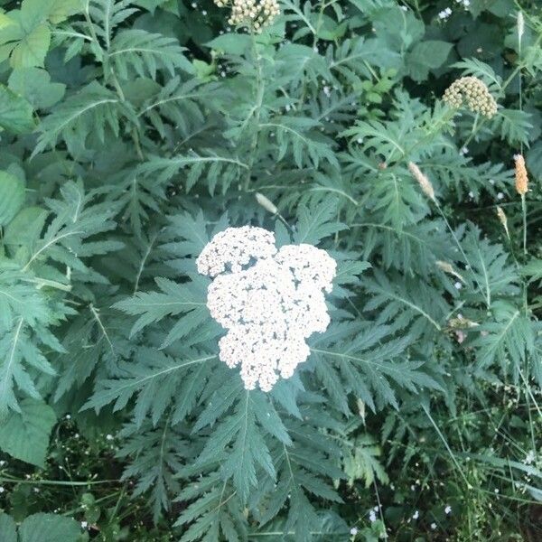 Tanacetum macrophyllum 花