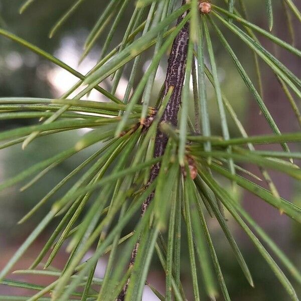 Cedrus deodara Blatt