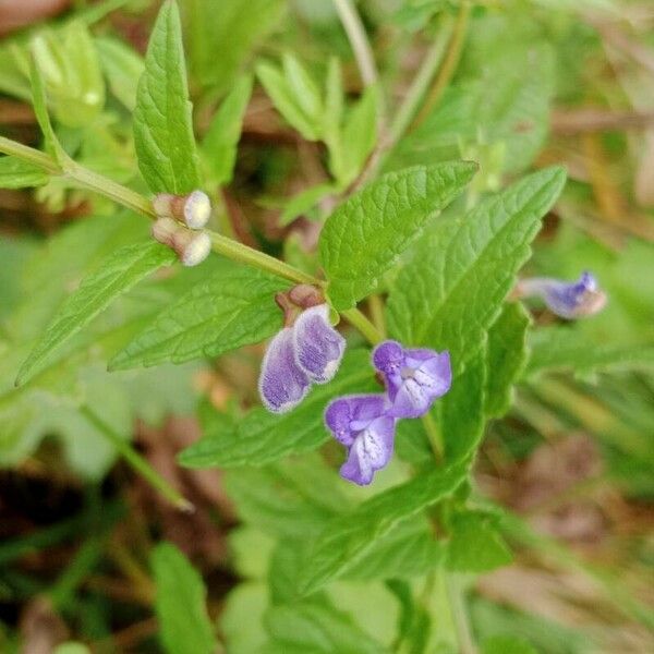 Scutellaria galericulata Lorea