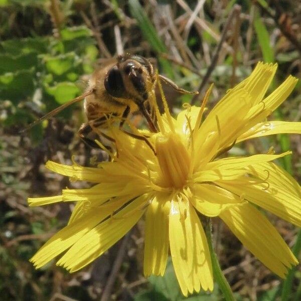 Sonchus arvensis 花