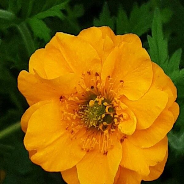 Geum coccineum Fleur