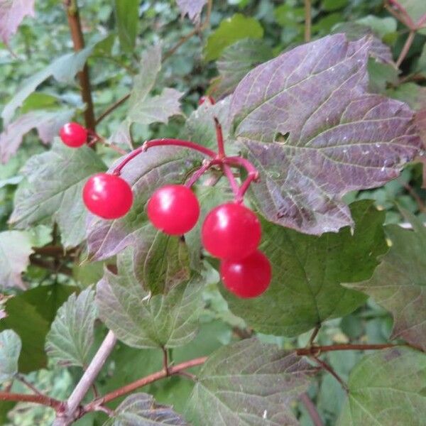 Viburnum opulus Fruitua