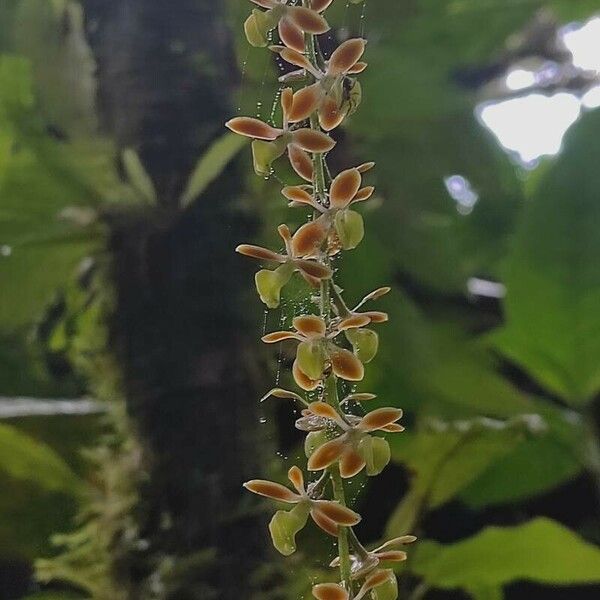 Epidendrum polyanthum Flower