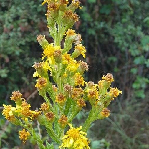 Dittrichia viscosa Flor