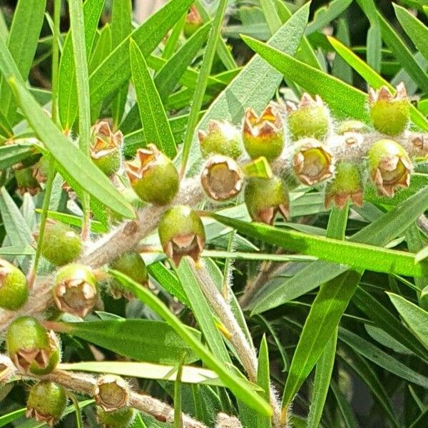 Melaleuca viminalis Floro