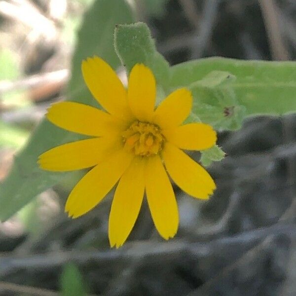 Calendula arvensis Цвят