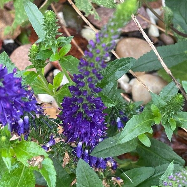 Veronica spicata Квітка