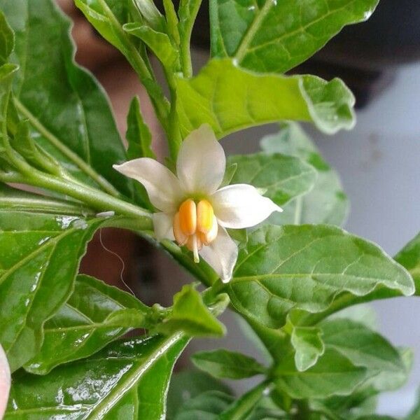 Solanum americanum Virág