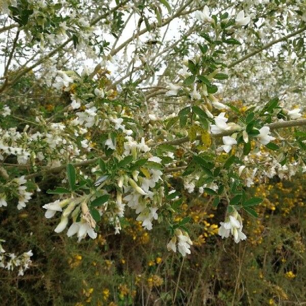 Chamaecytisus prolifer 花