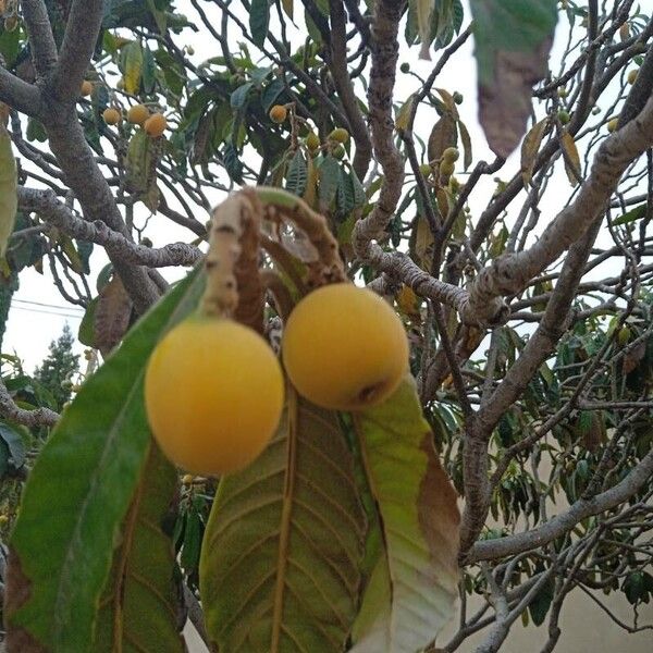 Eriobotrya japonica Fruit