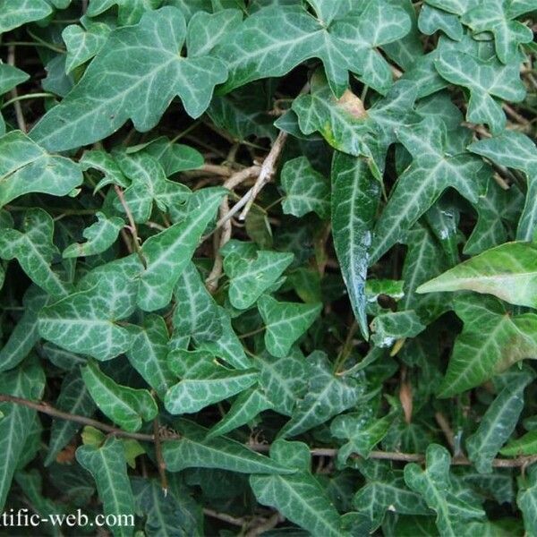 Hedera nepalensis Deilen