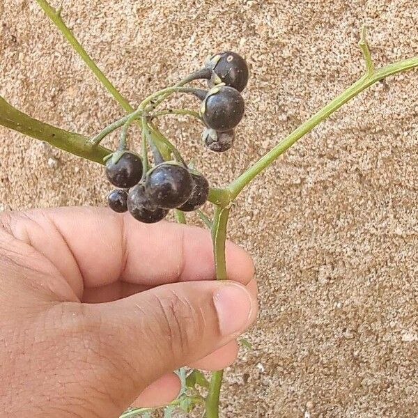 Solanum americanum Blad